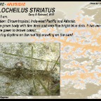 Stylocheilus striatus - Aplysiidae