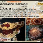 Pleurobranchus grandis - Pleurobranchidae