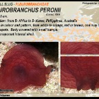 Pleurobranchus peronii - Pleurobranchidae