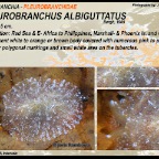 Pleurobranchus albiguttatus - Pleurobranchidae