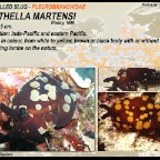 Berthella martensi - Pleurobranchidae