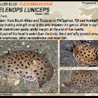 Euselenops luniceps - Pleurobranchidae