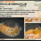 Umbraculum umbraculum - Umbraculidae