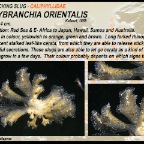 Polybranchia  orientalis - Caliphyllidae