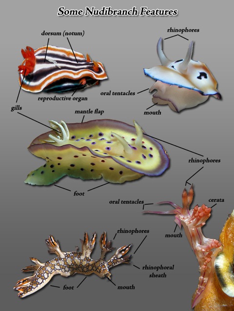 nudibranch-features