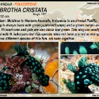 Nembrotha cristata - Polyceridae