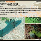 Nembrotha milleri - Polyceridae