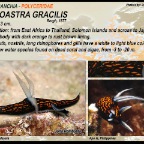 Roboastra gracilis - Polyceridae