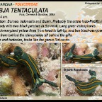 Tambja tentaculata - Polyceridae