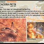 Thecacera picta - Polyceridae 