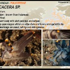 Thecacera sp. - Polyceridae