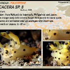 Thecacera sp. 8 - Polyceridae