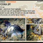 Polycera sp. -  Polyceridae