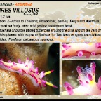 Aegires villosus - Aegiridae