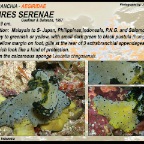 Aegires serenae - Aegiridae