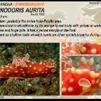 Gymnodoris aurita - Gymnodorididae