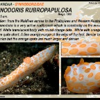 Gymnodoris rubropapulosa - Gymnodorididae