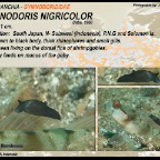 Gymnodoris nigricolor - Gymnodorididae