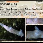 Gymnodoris alba - Gymnodorididae