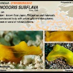Gymnodoris subflava - Gymnodorididae