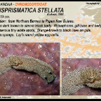 Dorisprismatica sp.1 - Chromodorididae