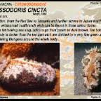 Glossodoris hikuerensis - Chromodorididae