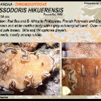 Glossodoris rufomarginata - Chromodorididae