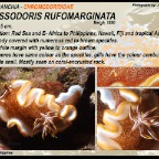 Glossodoris pallida - Chromodorididae