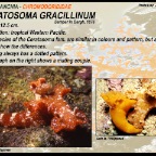 Ceratosoma gracillinum - Chromodorididae