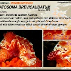 Ceratosoma  brevicaudatum - Chromodorididae