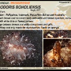 Discodoris  boholiensis - Discodorididae