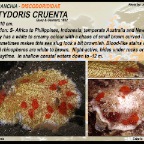 Platydoris  cruenta - Discodorididae