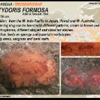 Platydoris  formosa - Discodorididae