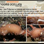 Platydoris  ocellata - Discodorididae
