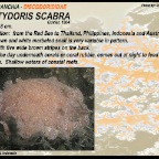 Platydoris  scabra - Discodorididae
