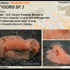 Platydoris sp.3 - Discodorididae