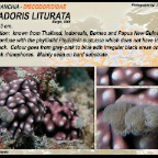 Paradoris  liturata - Discodorididae