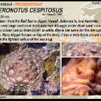 Asteronotus cespitosus - Discodorididae