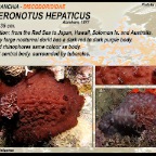 Asteronotus hepaticus - Discodorididae