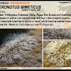 Asteronotus mimeticus - Discodorididae