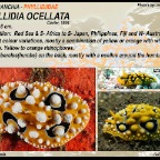 Phyllidia ocellata -  Phyllidiidae