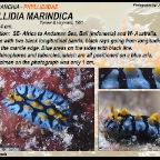 Phyllidia marindica - Phyllidiidae