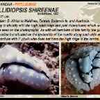 Phyllidiopsis shireenae - Phyllidiidae