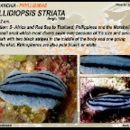Phyllidiopsis striata - Phyllidiidae