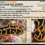 Reticulidia halgerda - Phyllidiidae