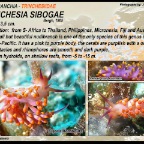 Trinchesia sibogae - Trinchesiidae