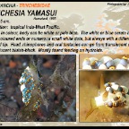 Trinchesia yamasui -  Tergipedidae