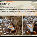 Trinchesia sp. - Trinchesiidae