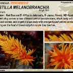 Phestilla melanobranchia - Trinchesiidae