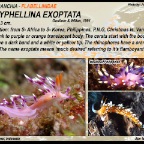 Coryphellina exoptata - Flabellinidae